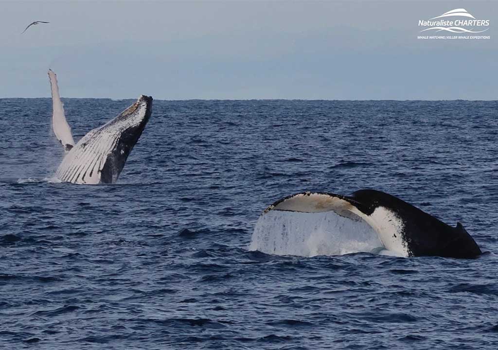 Kalbarri Whale Watching - Naturaliste Charters