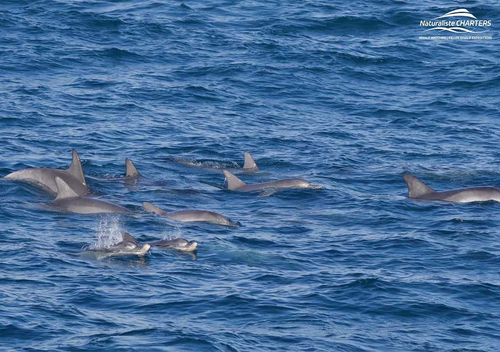 Monkey Mia Whale Watching - Naturaliste Charters