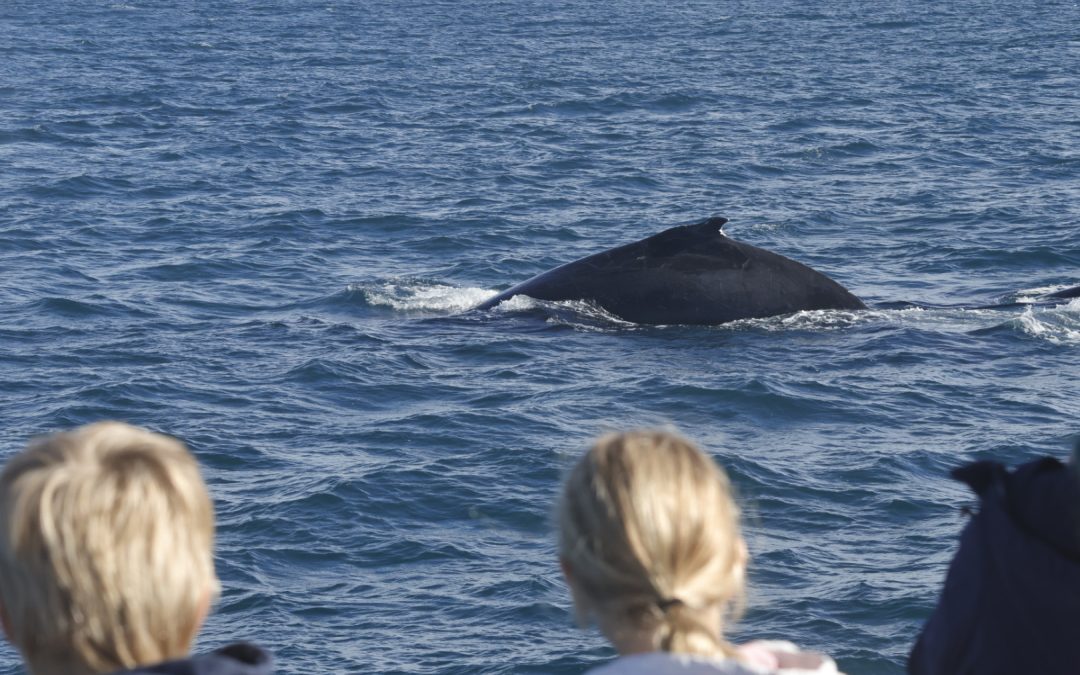 Whale Competition and Interactions: 05.07.24 Morning Tour