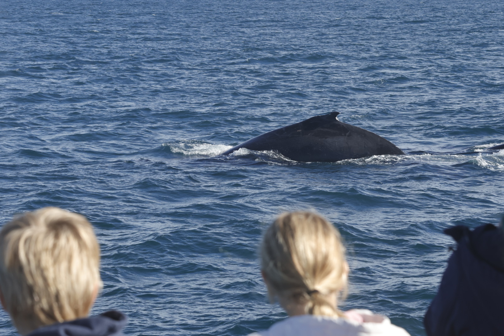 Up close with a Humpback Whale