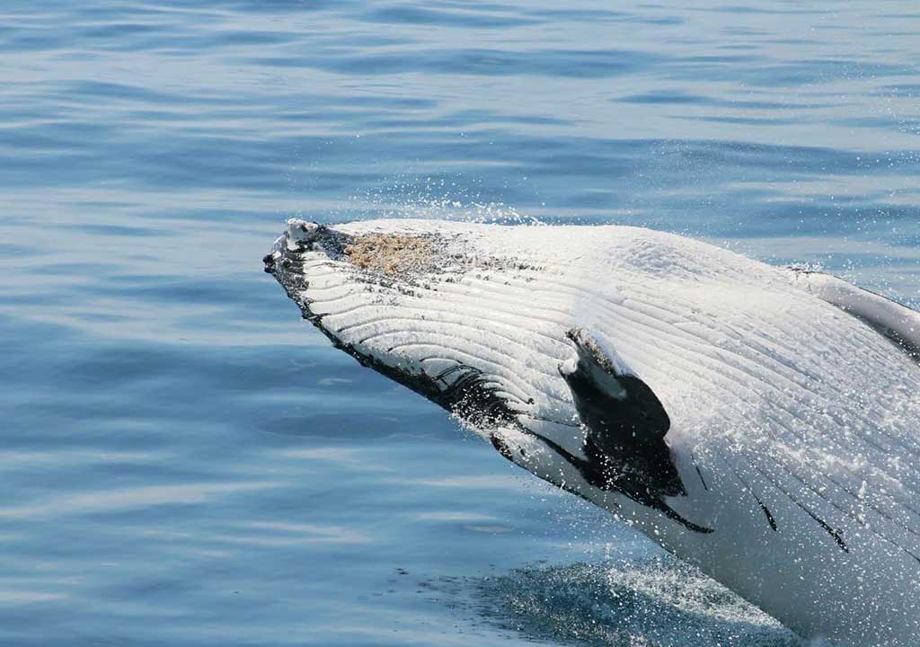 Perth Whale Watching - Naturaliste Charters