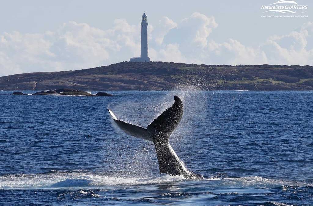 When is whale watching season in Western Australia?