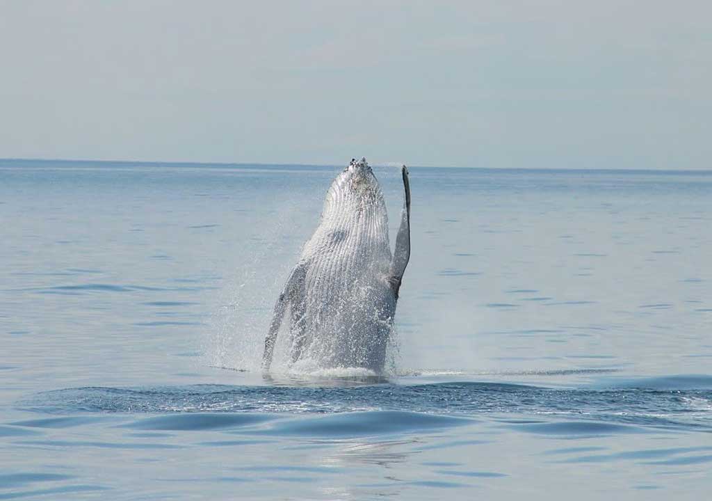 Whale Watching Augusta