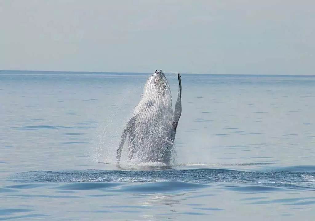 whale watching tour