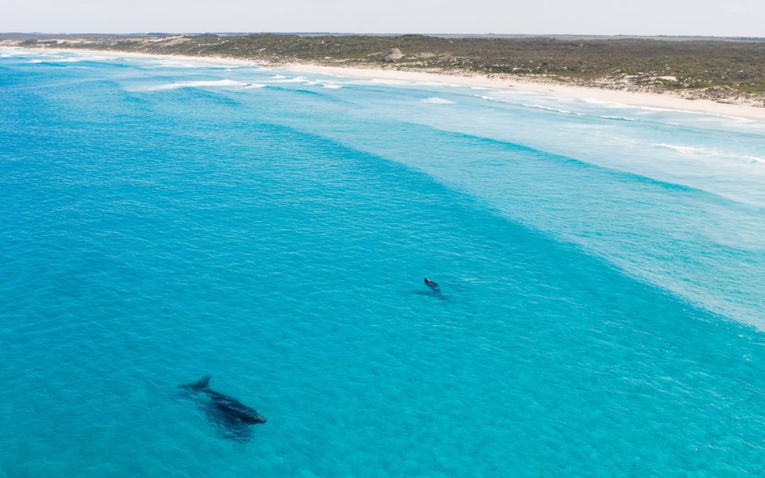 Bremer Bay Whale Watching