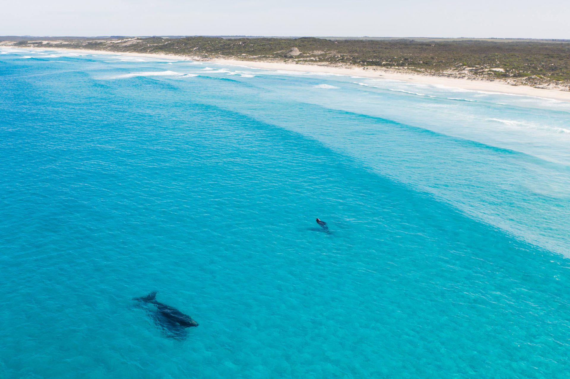 Bremer Bay Whale Watching