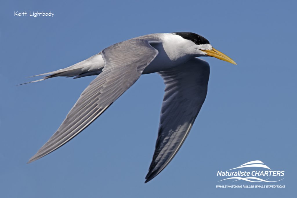 Crested Tern in flight. Photographer Keith Lightbody