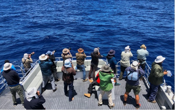 Birdwatching onboard the Alison Maree photograph a flyby of a white faced storm petrel