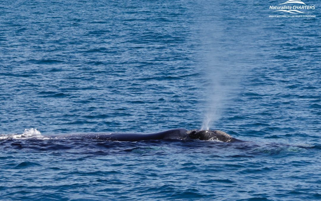 What Else Can you see on a Dunsborough Whale Watching Tour?