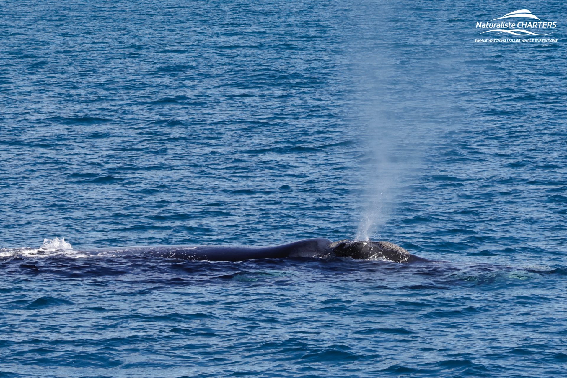 Southern Right Whales seen from the Dunsborough Whale Watching Tour