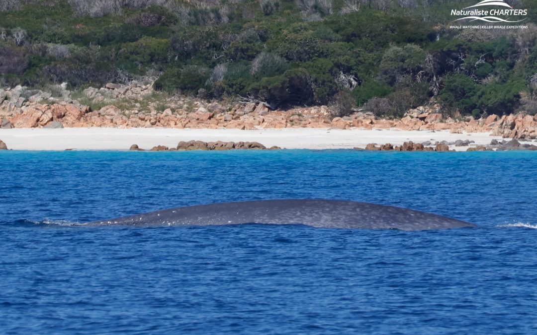 The Best Months to Whale Watch in Dunsborough