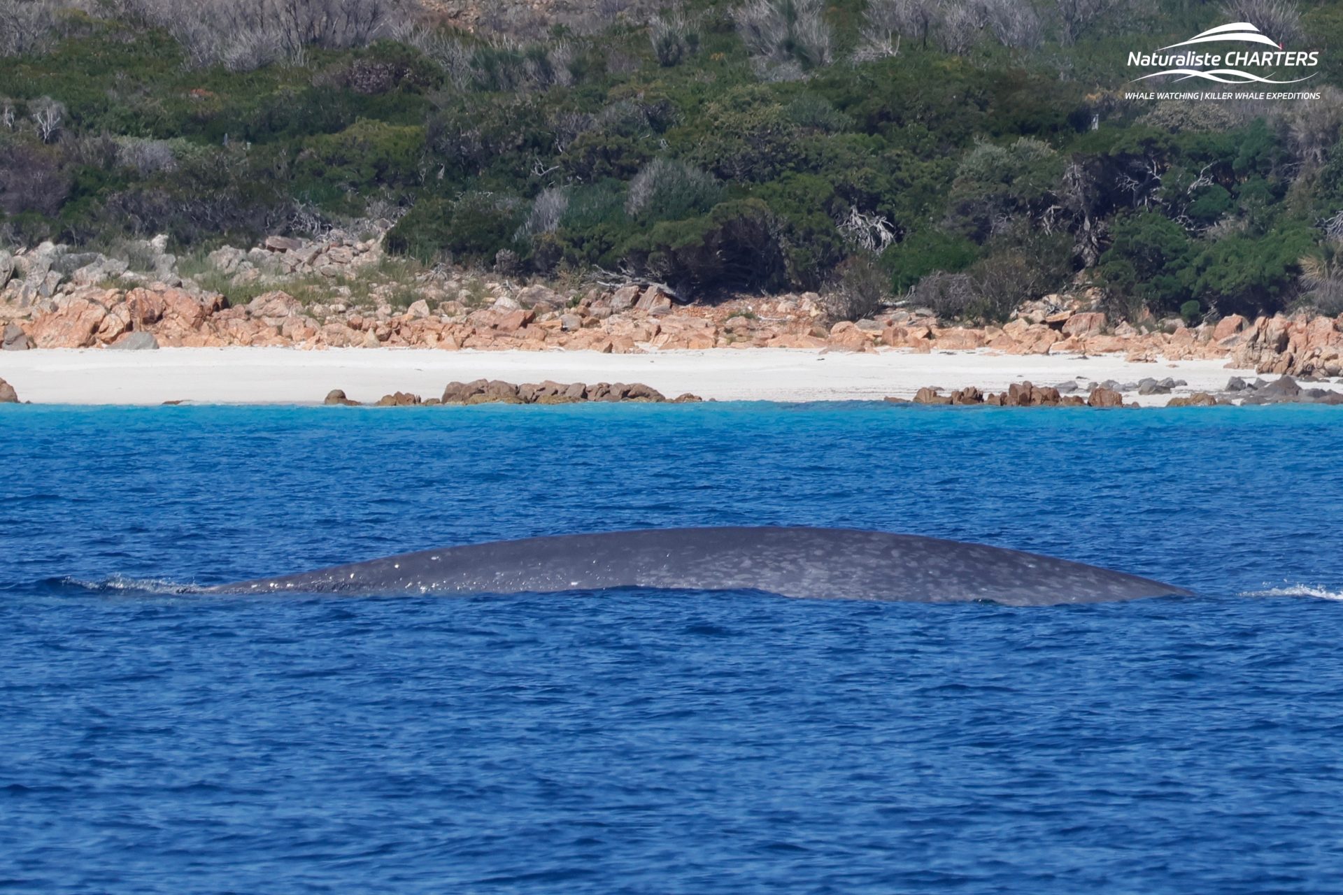 The elusive Blue Whale in Geographe Bay near Dunsborough