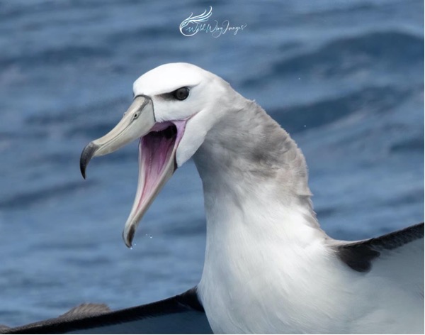 Sly White Capped Albatross