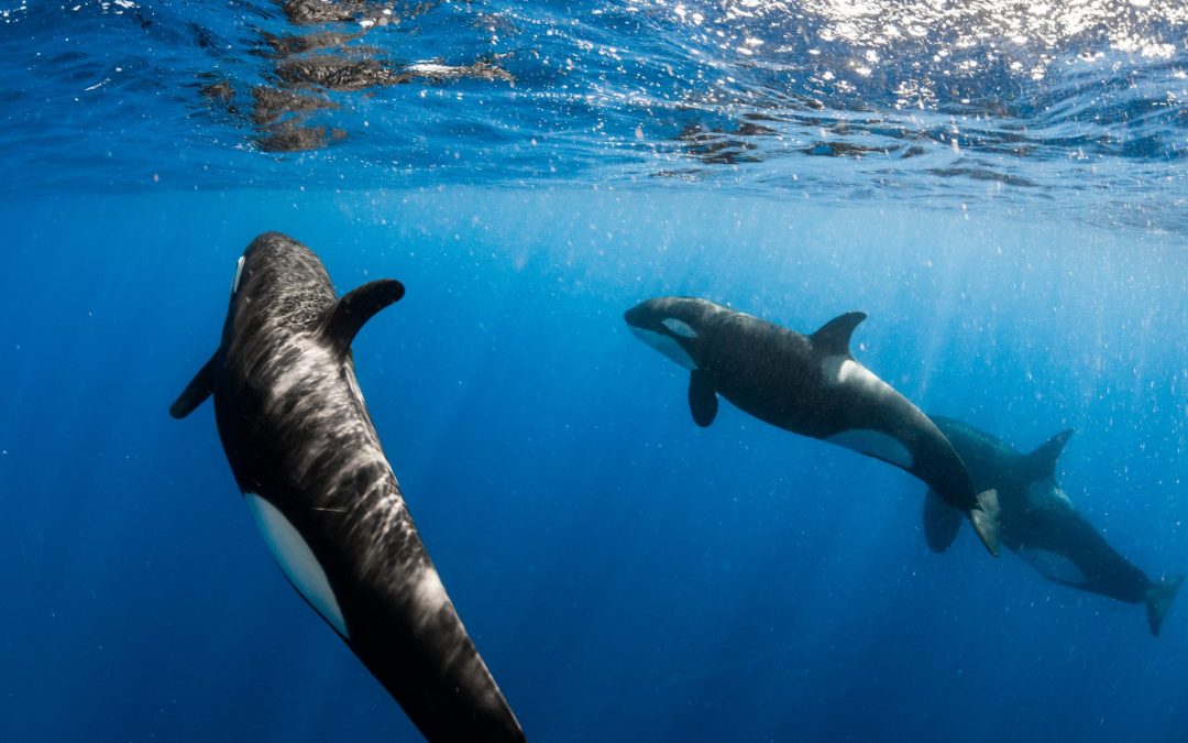 The Best Time to Spot Killer Whales in Bremer Bay with Naturaliste Charters