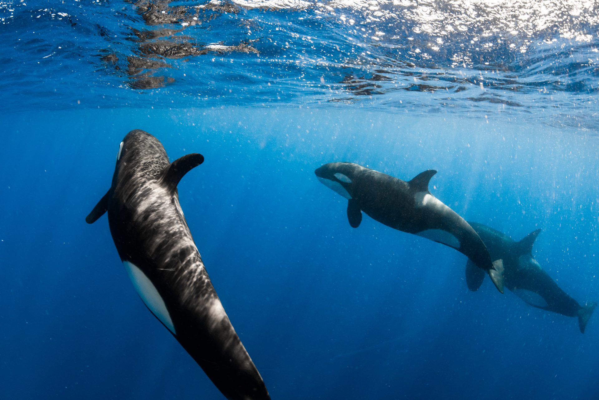 The Best Time to Spot Killer Whales in Bremer Bay with Naturaliste Charters