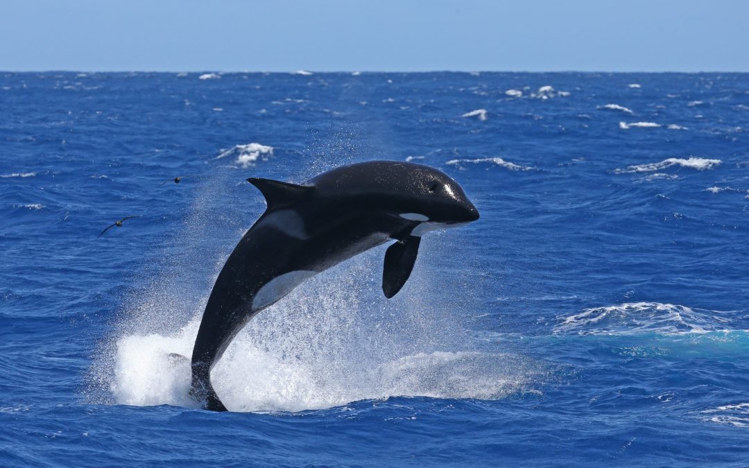 FAQs for First-Time Killer Whale Expeditions with Naturaliste Charters