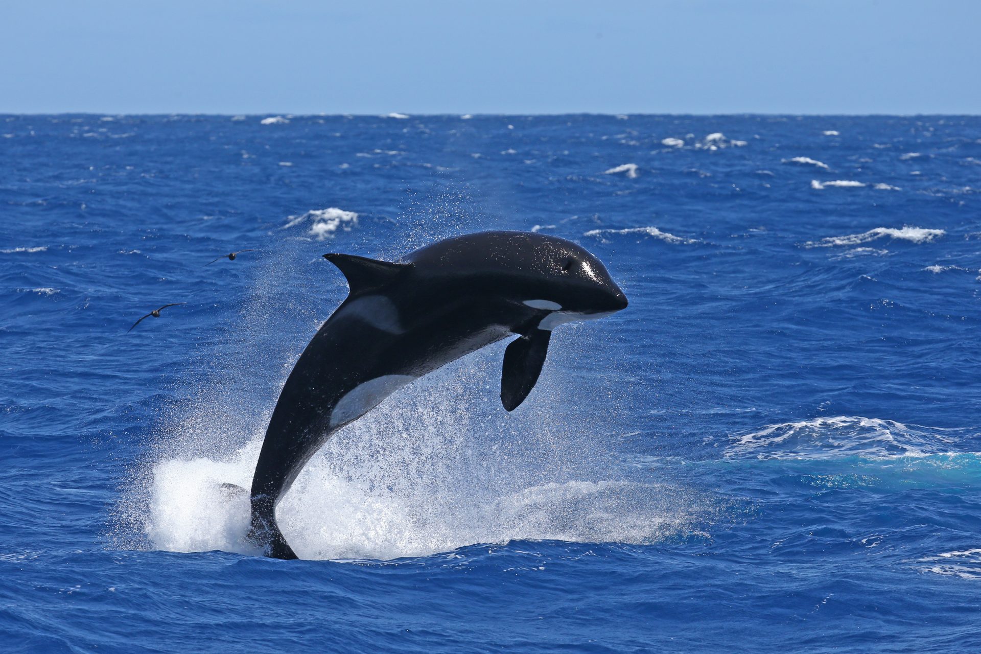 FAQs for First-Time Killer Whale Expeditions with Naturaliste Charters