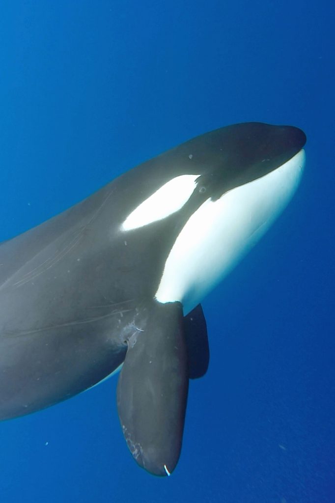 Underwater Image of a Bremer Canyon Orca