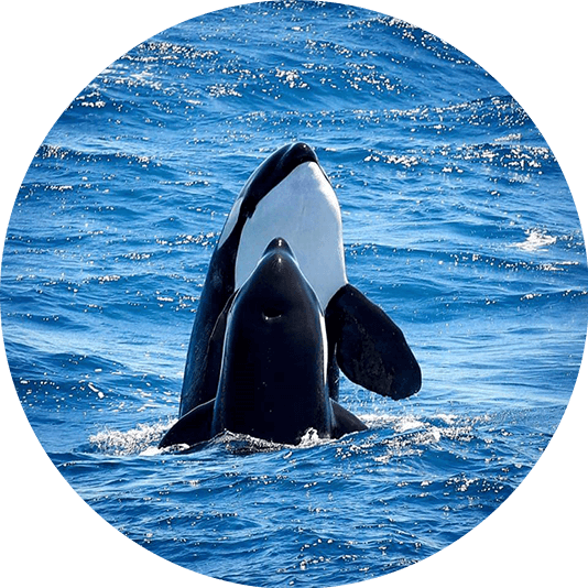 The Answers To Your Questions About Orca – Killer Whales