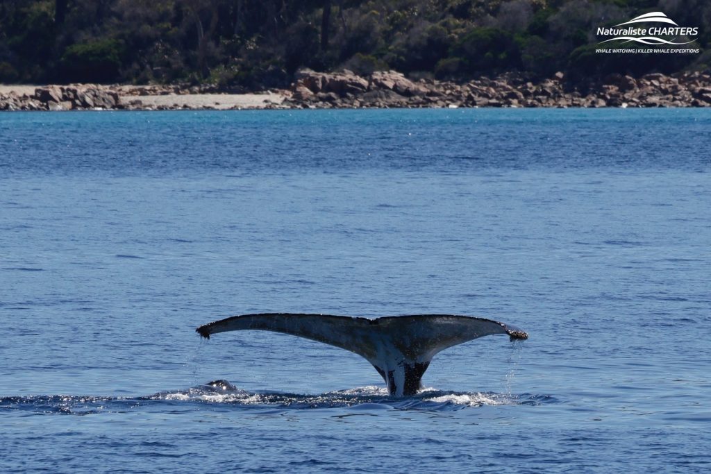 Family Friendly Whale Watching Tour Dunsborough