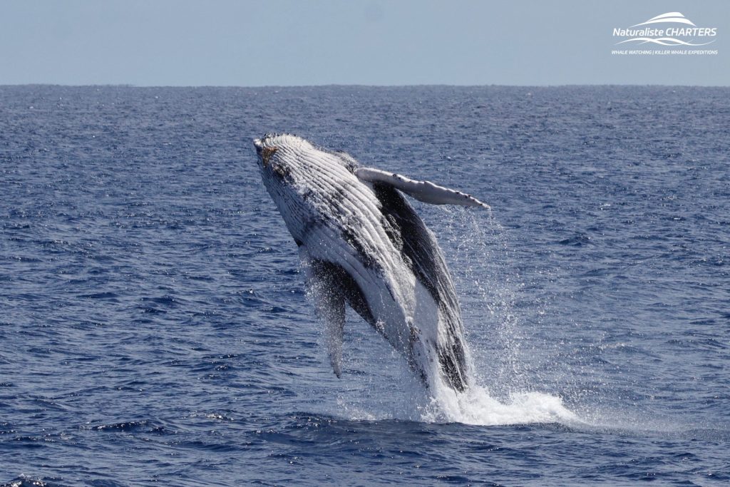 A breaching Humpback Whale 2024 tour