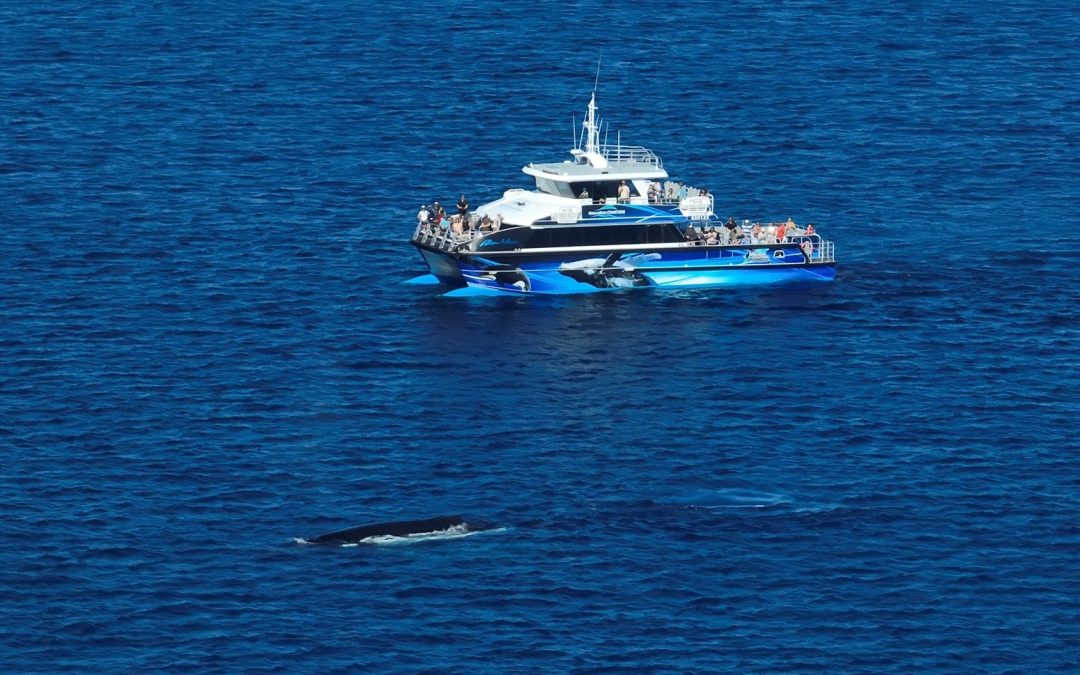 Family-Friendly Whale Watching in Dunsborough, WA