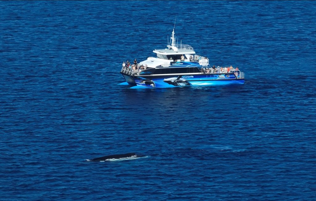 Geographe Bay  Whale Watching Blue Whale