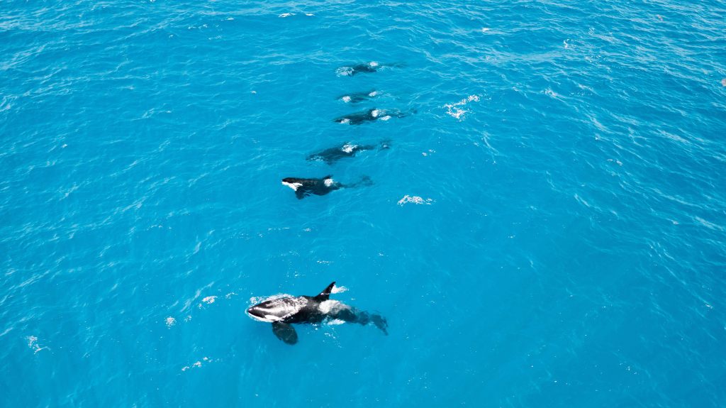 Orca in the Bremer Canyon usually travel in family pods