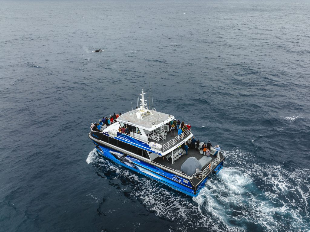 Killer Whale - Orca Tours with Naturaliste Charters, Bremer Bay