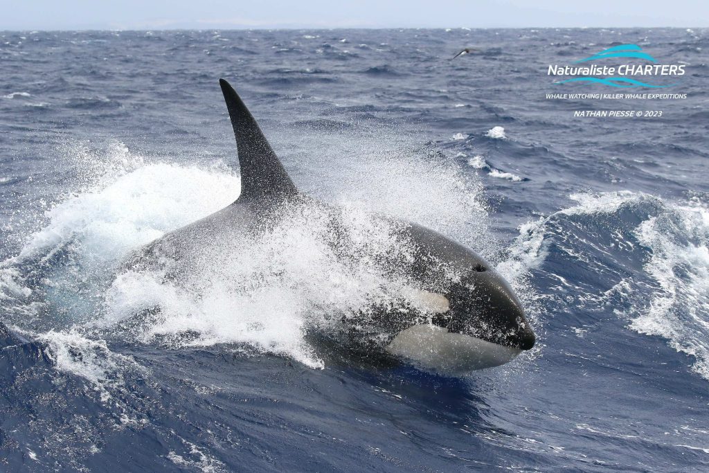 Bremer Bay Killer Whale Expedition Orca