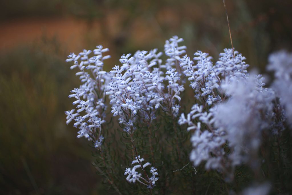 Wildflowers in Fitzgerald National Park near Bremer Bay