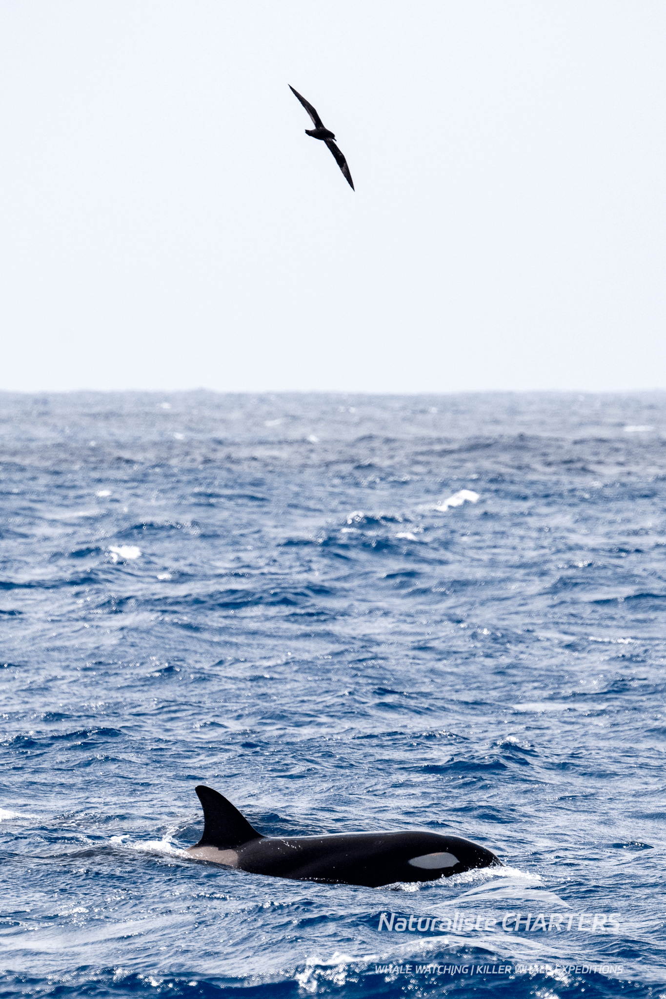 Incredible Orca Sightings in Bremer Canyon – 20.12.24