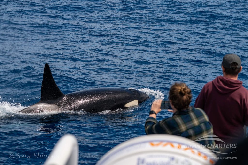 13 January Killer Whale Expedition