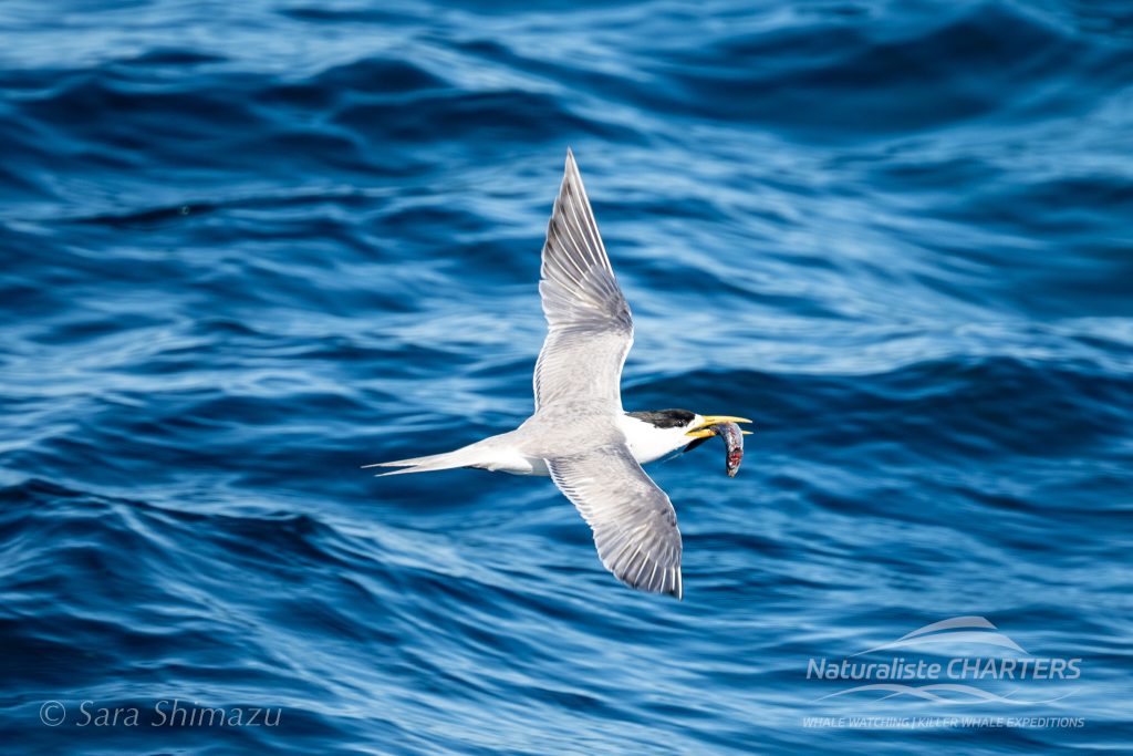 seabird activity leading us to killer whales