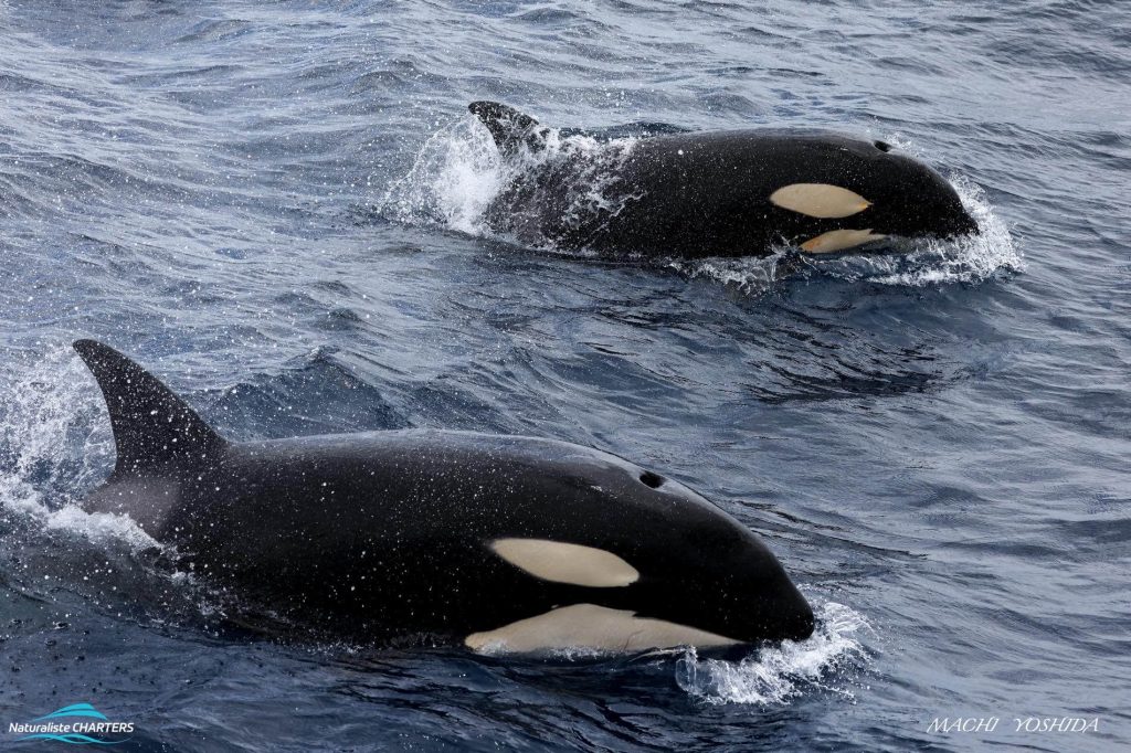 16 January Killer Whale Expedition - speeding orca