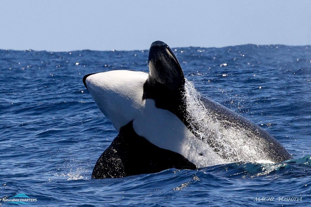 18 January Killer Whale Expedition - breaching orca