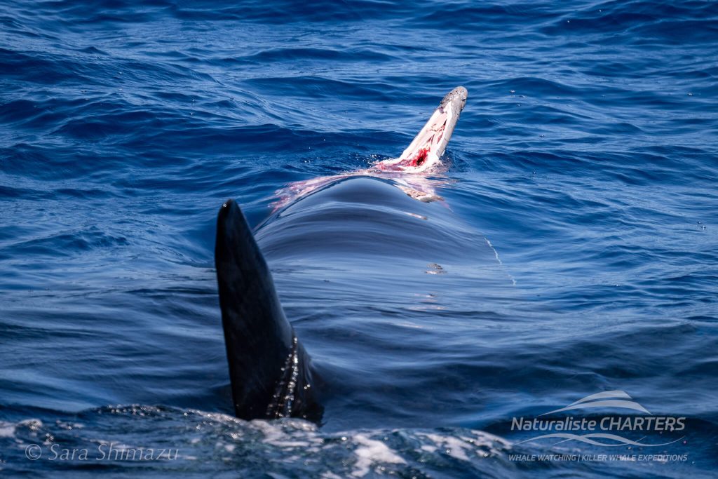 Graphic Photo: Post hunt orca carrying a beaked whale carcass