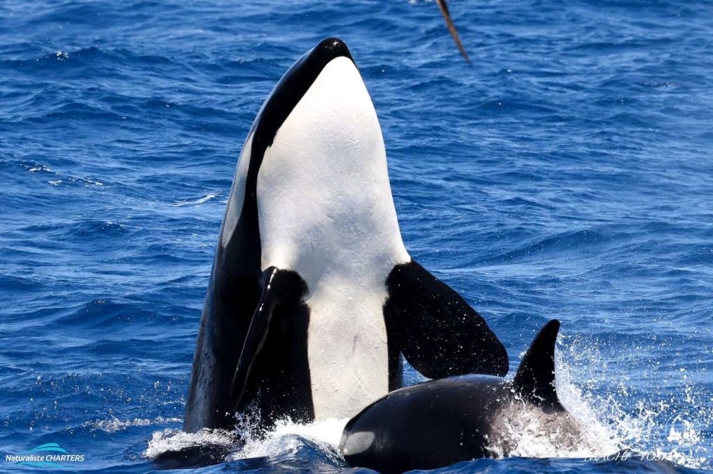 19 January Killer Whale Expedition - spy-hopping orca