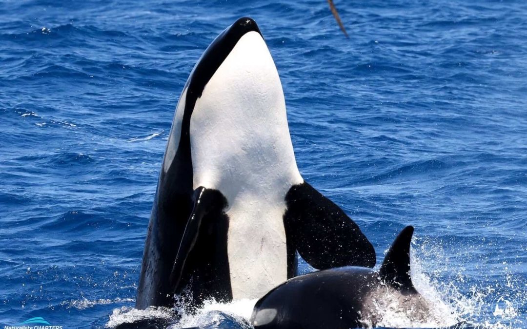 Naturaliste Charters Killer Whale Expedition Highlights: January 13-19