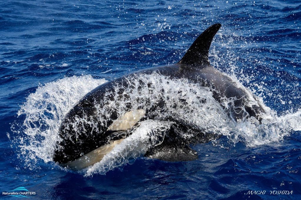 A surging orca in the waters off Bremer Bay