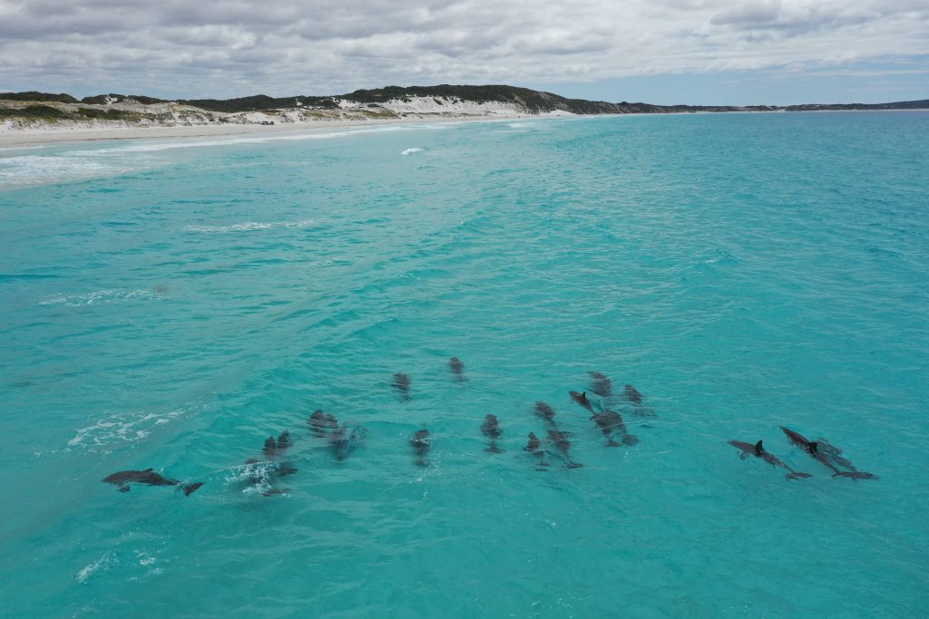 Visiting Dolphins along the coastline of Bremer Bay