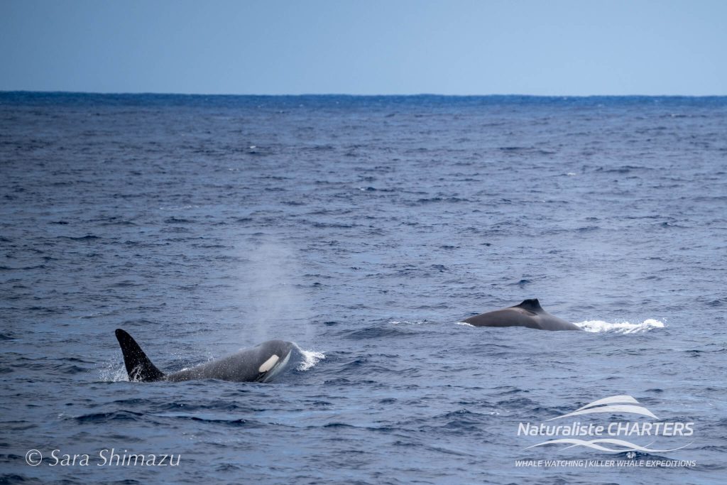 Missing most of her fin is killer whale Lucky