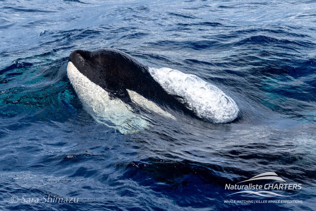 Killer Whale antics on the canyon