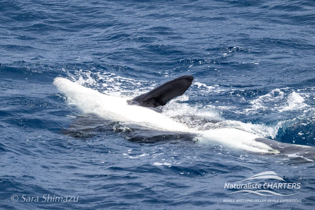 Lil Blade swam alongside our vessel rolling backwards through the water