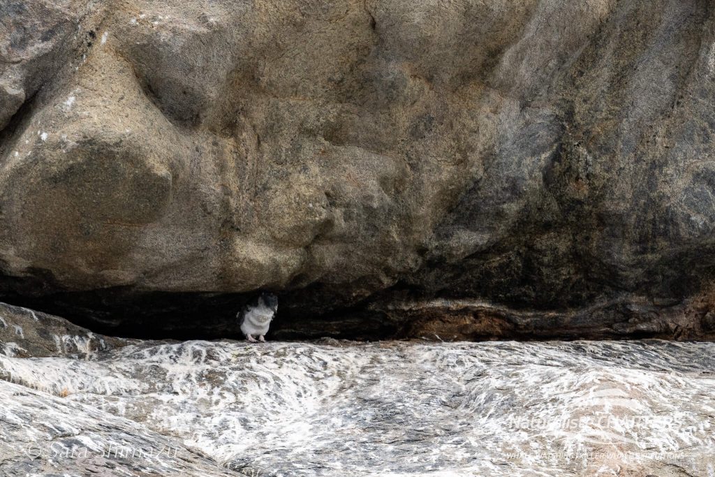 A moulting penguin on Glasse Island