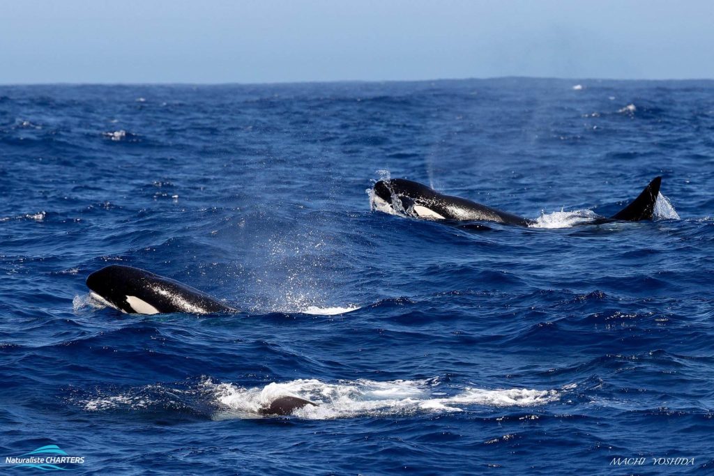 Killer Whale pods grouping in Bremer Canyon