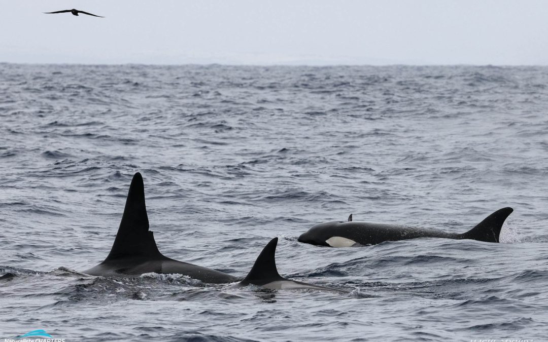 Naturaliste Charters Killer Whale Expedition Highlights Week 2 January