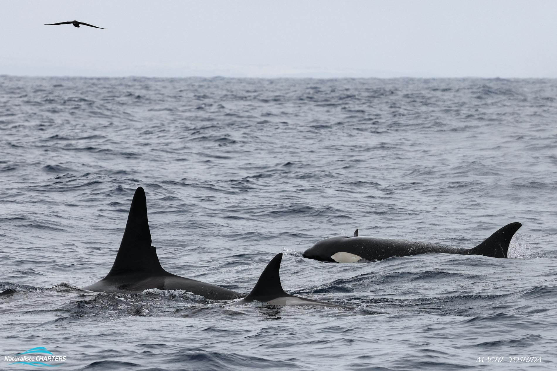 Naturaliste Charters Killer Whale Expedition Highlights Week 2 January