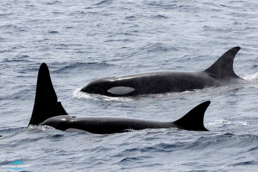 Killer Whale Pods congregate in the bremer basin