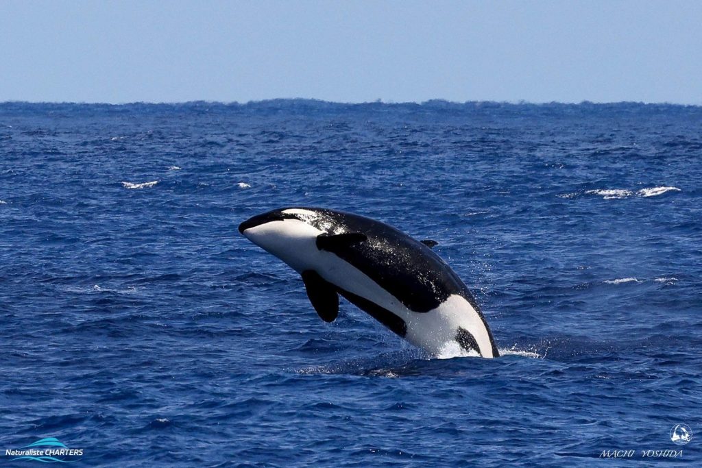 A breaching killer whale 